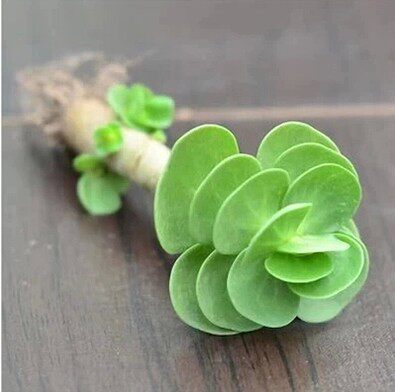 多肉植物防辐射植物金钱木绿植