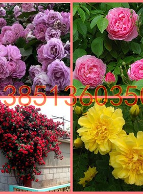 多花蔷薇苗 爬藤花卉 正宗多花蔷薇花苗 黄色蔷薇花 红色蔷薇包邮