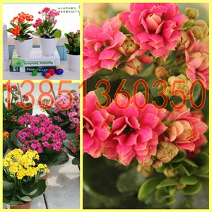 重瓣长寿花盆栽 长寿花花苗 长寿花苗长寿花小苗 5棵包邮