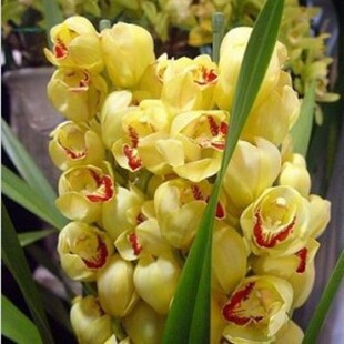 中国名花 兰花苗 大花惠兰苗 经典盆栽兰花 多色蕙兰花苗