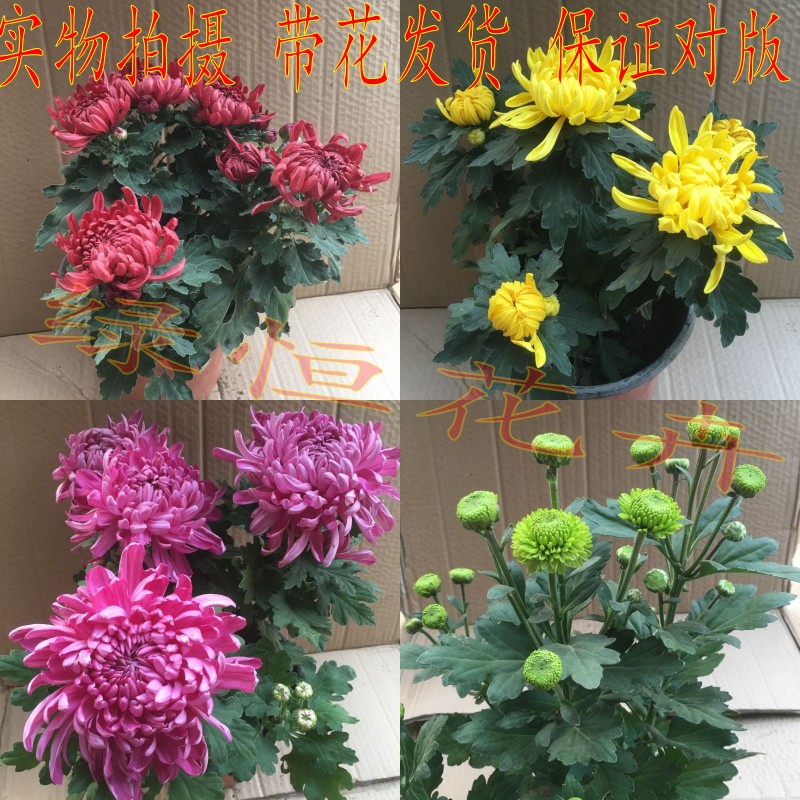 菊花苗盆栽 大菊花苗 名优菊花花苗 九月菊菊花苗 2棵包邮