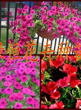 垂吊矮牵牛 矮牵牛盆栽 矮牵牛苗 矮牵牛花盆栽 紫色矮牵牛花苗