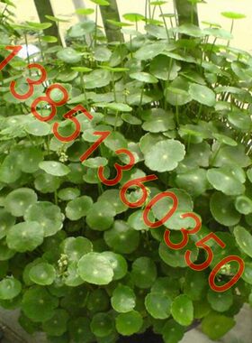 桌面植物铜钱草水培金钱草