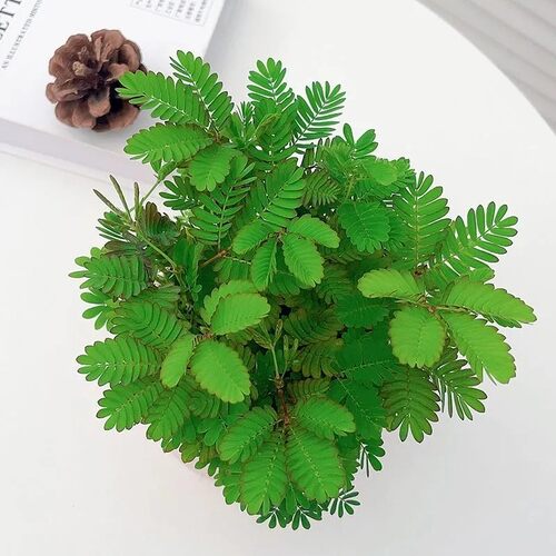 含羞草趣味植物小盆栽室内阳台