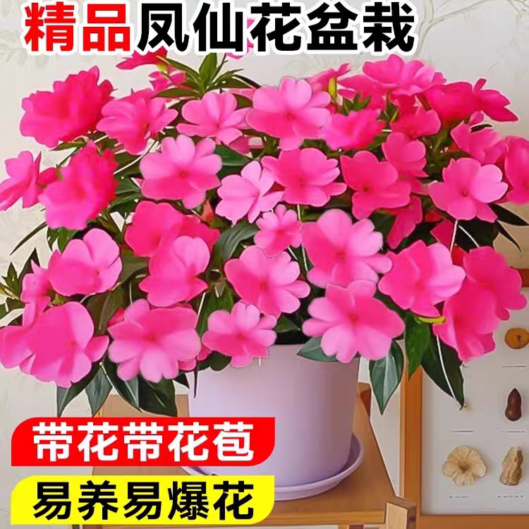 桑蓓斯凤仙花盆栽阳台四季开花不断好养植物绿植指甲花带花苞花卉