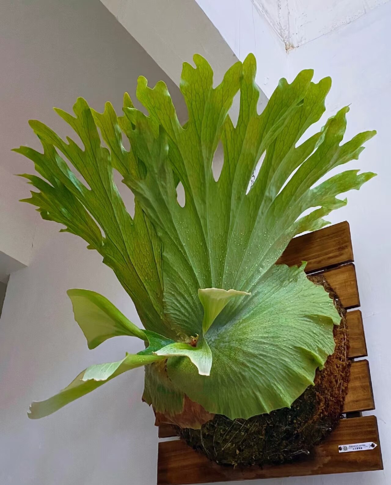 女王鹿角蕨板植室内绿植墙饰摆件小众植物大型鹿角蕨绿植盆栽