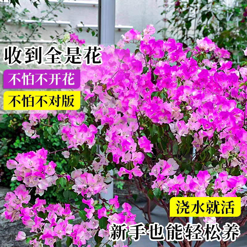 云南紫三角梅盆栽带花老桩爬藤四季开花好养活庭院室内阳台花卉