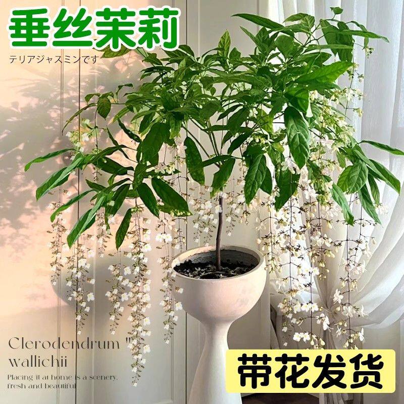 泰国垂丝茉莉盆栽带花苞多季开花