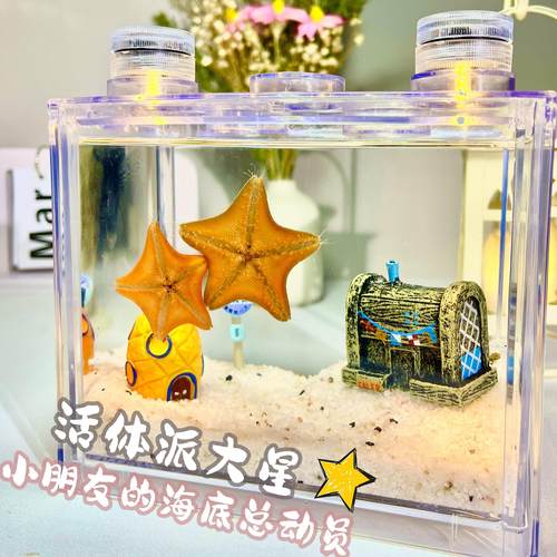 海星饲养套餐套装 派大星活宠物桌面宠物小景观 海燕海星儿童礼物