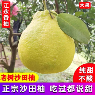 正宗湖南江永香柚老树柚子沙田柚永州江永白心甜柚当季新鲜包邮