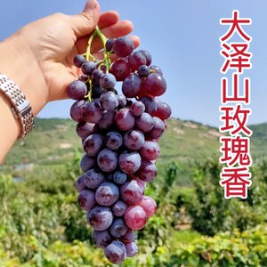 当年挂果玫瑰香大泽山包活品种纯