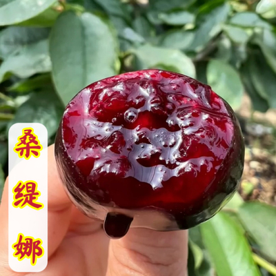 桑缇娜车厘子苗山东青岛大樱桃樱珠嫁接苗
