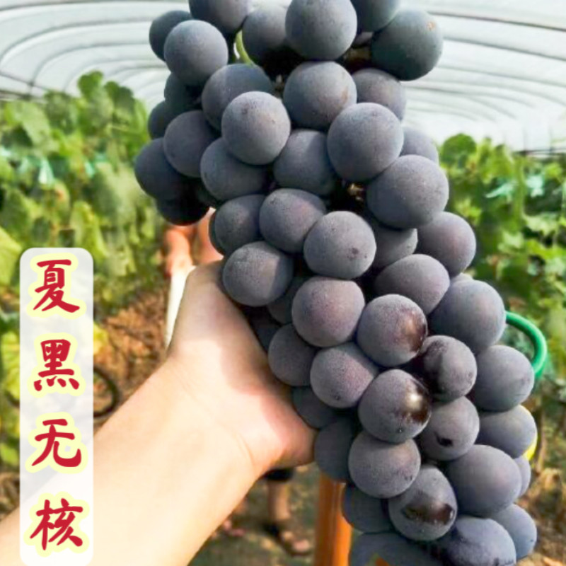 夏黑葡萄苗早夏无核早熟酸甜玫瑰香味当年挂果爬藤青岛平度葡萄苗