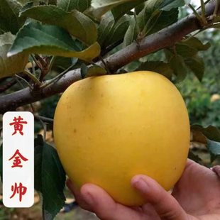 山东老品种黄金帅苹果苗嫁接黄元帅苹果树苗当年南北方种植