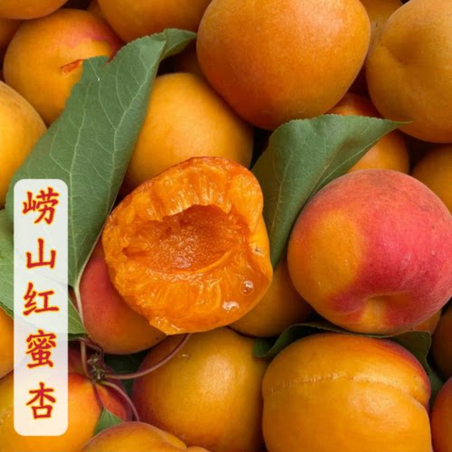 崂山红蜜杏树苗嫁接耐寒甜崂山红二号胭脂红杏关公脸红杏关爷脸