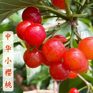 青岛老品种中华小樱桃苗土樱桃小樱珠树苗南北方种植崂山大泽山