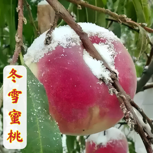晚熟冬桃树苗蜜甜冬雪蜜桃苗雪桃山东桃树苗南北方种植巨型冬桃苗