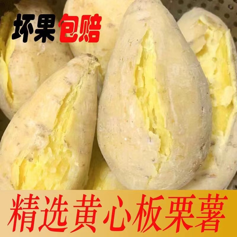 广东潮汕鸡蛋黄心板栗地瓜白皮番薯甜糯红薯新鲜沙地现挖白薯