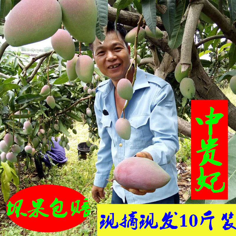 包邮广西热带现摘海南特大芒果