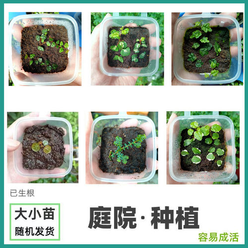 地钱苔藓天湖荽绿植翠云草小叶薜荔水陆缸小植物虎耳草