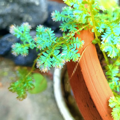 翠云草变色龙卷柏爬藤植物微景观雨林缸造景素材