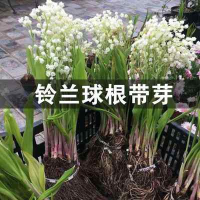 新品浓香铃兰花苗带根带芽室外盆栽耐寒抗冻植物花卉客厅阳台四季