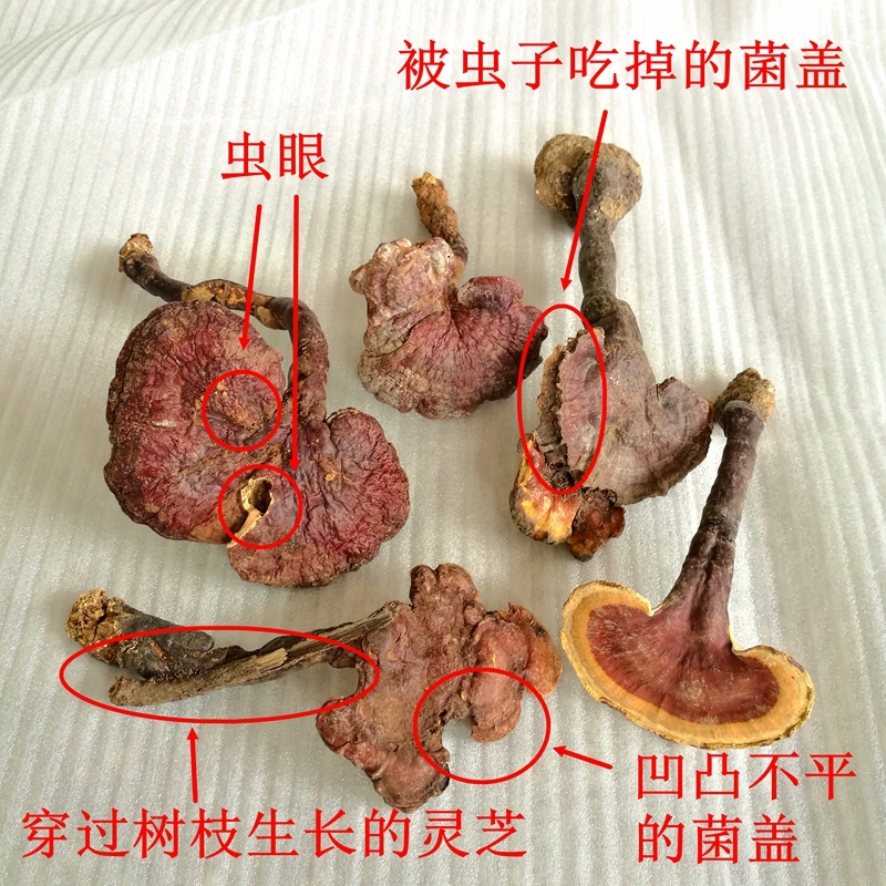 灵芝野生正品云南整枝干货赤芝红养生茶500g红灵芝