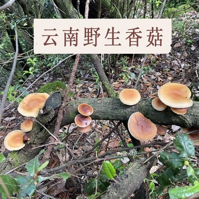 散装云南野生香菇无添加