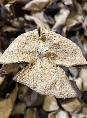 17年15年拟薄荷药香梅江圈枝老陈皮非做假年份皮100g仓底清仓价