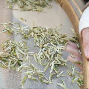 茶乡梅子2025新茶荒野茶春茶头采全手工松阳银猴