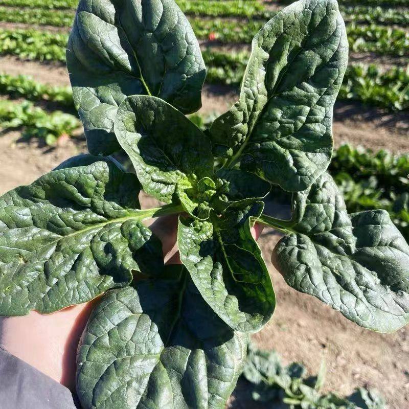 新鲜趴地菠菜现摘现发农家自种蔬菜露天种植霜打河南霜打趴地菠菜,水产肉类/新鲜蔬果/熟食,叶菜类,淘宝优惠券,粉丝福利购,淘宝优惠卷