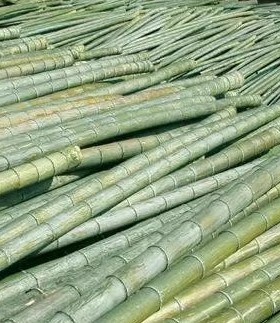 新鲜竹跳舞竹竿装修搭架绿色竹子竹装饰花艺婚庆竹筒竹架子大毛竹