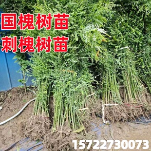 国槐树苗行道树风景树刺槐树苗绿化大树黑槐树苗槐米树苗高杆树苗