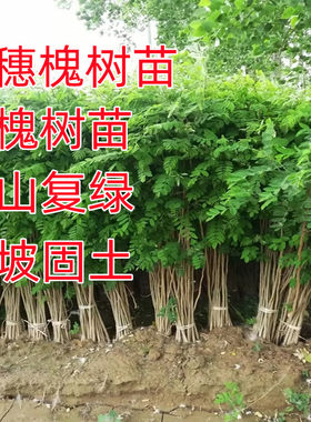 紫穗槐树苗防沙固沙护坡灌木国槐树苗刺槐树苗耐寒耐旱固土绿化苗