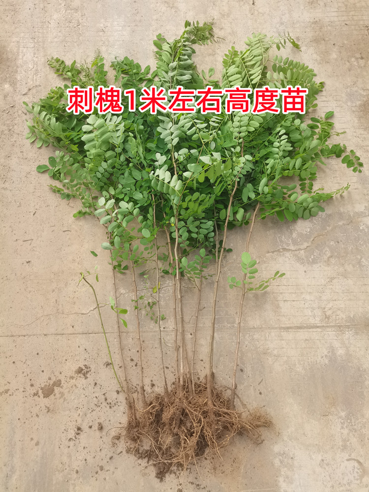 紫穗槐树苗防沙固沙护坡灌木国槐树苗刺槐树苗耐寒耐旱固土绿化苗