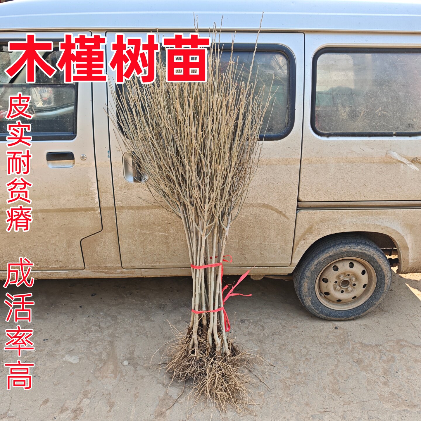 木槿树苗荒山复绿绿化树苗