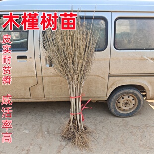 木槿树苗扶桑花树苗盆栽重瓣木槿荒山复绿护坡固土绿化苗木