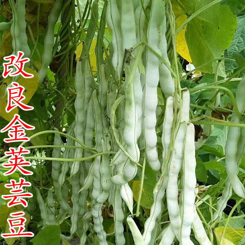 改良金荚芸豆种子早熟白色长老来少九粒白芸豆种籽抗病蔬菜四季
