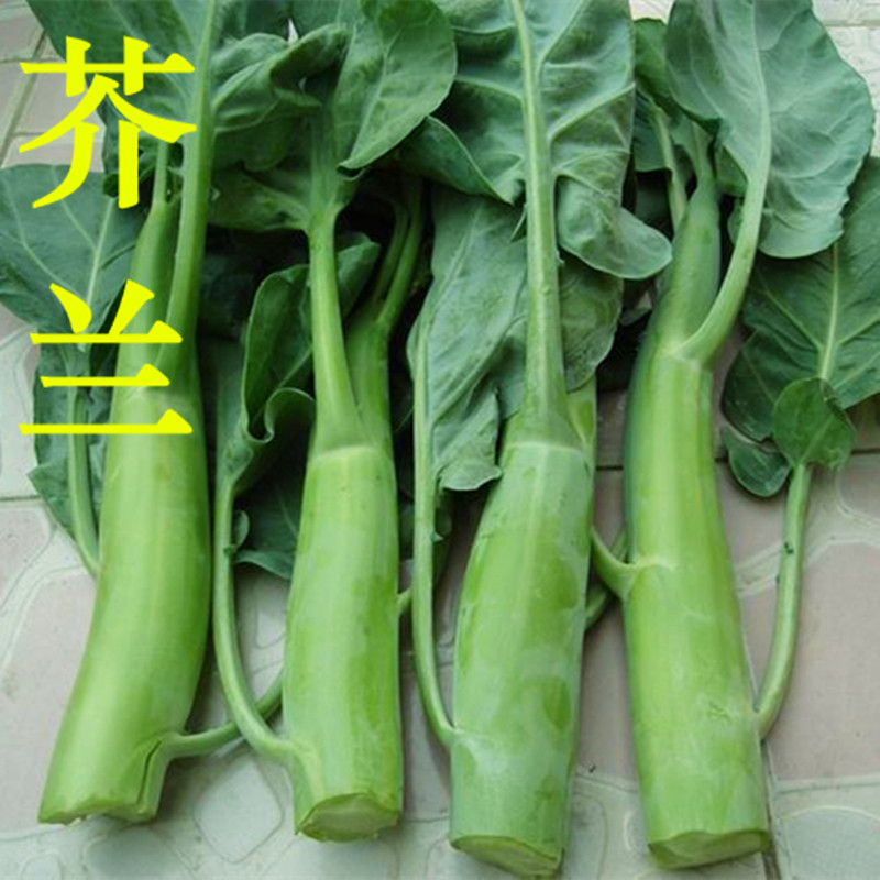 大笋芥兰种子香菇白花芥蓝种籽极早熟四季种耐热盆栽广东蔬菜青菜