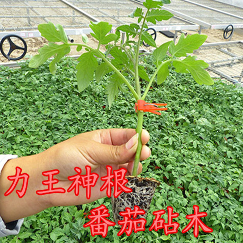 力王神根番茄砧木种子嫁接番茄种籽亲和力好高抗青枯病枯萎病包邮