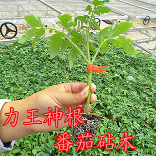 力王神根番茄砧木种子嫁接番茄种籽亲和力好高抗青枯病枯萎病包邮