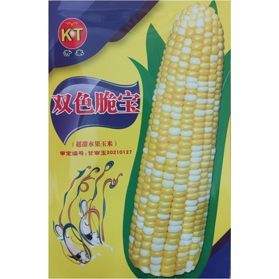 菜蔬源四季高产双色鲜食玉米特大