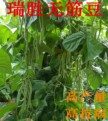 种子早熟高产盆栽四季豆包邮