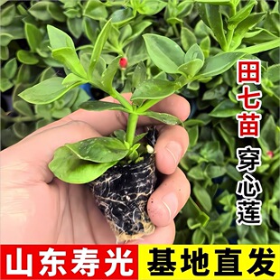 田七苗穿心莲秧苗观赏食用四季多年生盆栽
