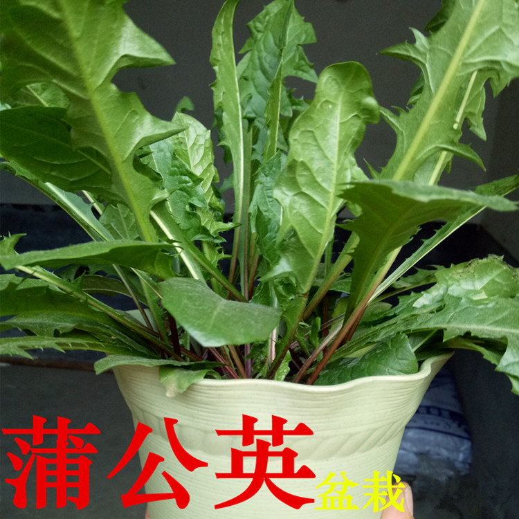 野生蒲公英种子婆婆丁黄花地丁孑农家野菜种籽盆栽大叶春四季蔬菜