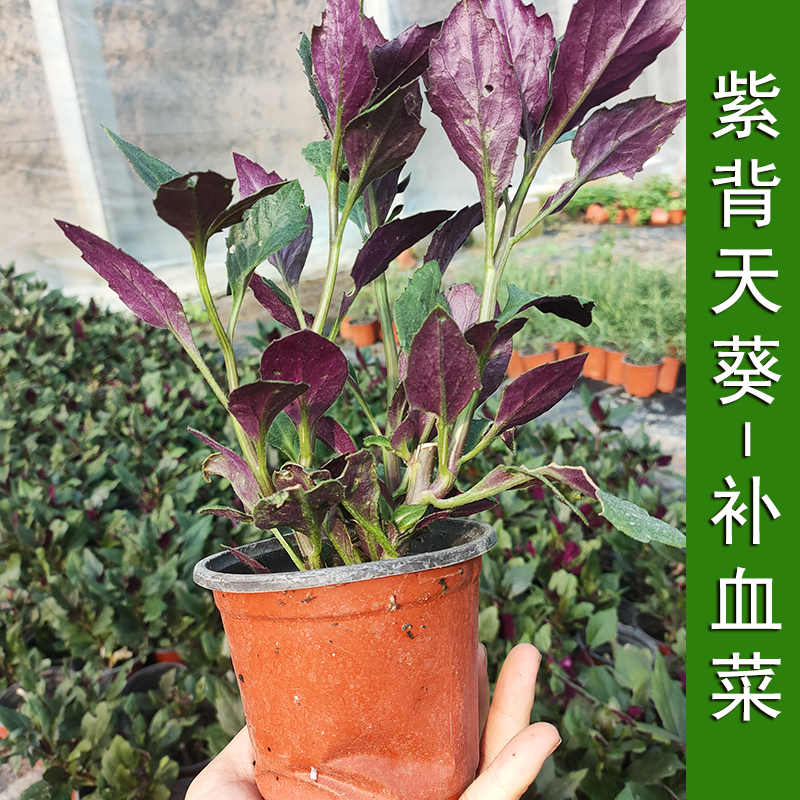 蔬菜四季阳台盆栽紫背天葵