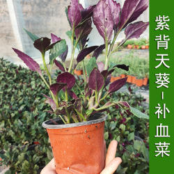 紫背天葵苗补血菜红背菜观音菜秧苗四季蔬菜阳台盆栽血皮菜种子