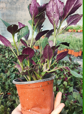 紫背天葵苗补血菜红背菜观音菜秧苗四季蔬菜阳台盆栽血皮菜种子