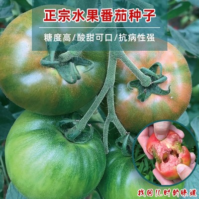 菜蔬源四季超甜番茄种子高产