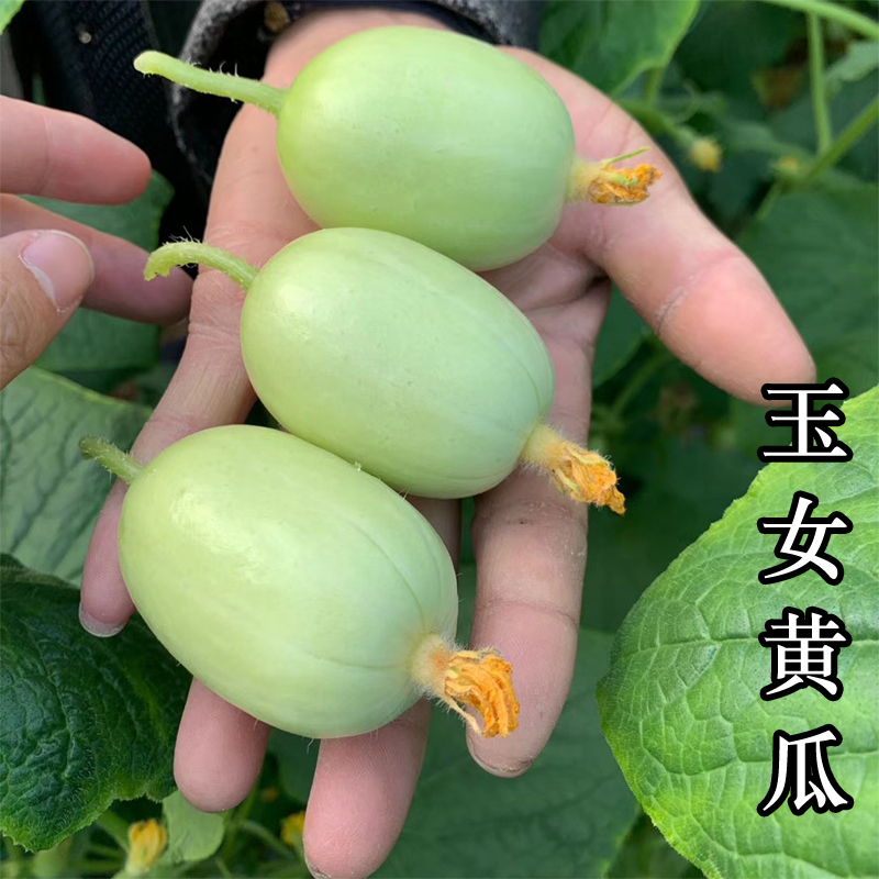 四季黄瓜菜蔬源金童玉女四季